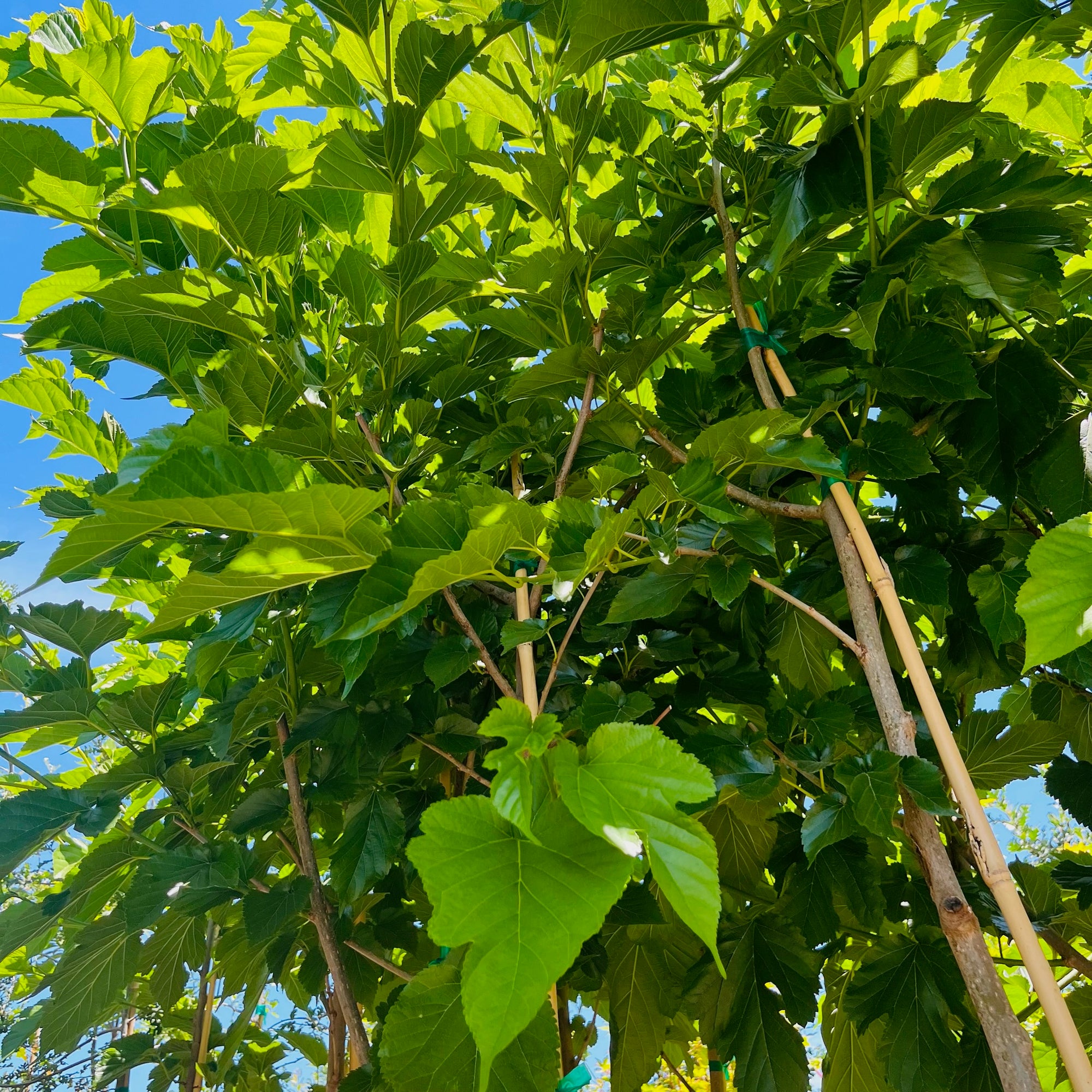 Mulberry Fruitless