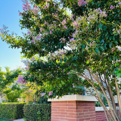 Crape Myrtle - Lavender Flowering Crape Myrtle Tree