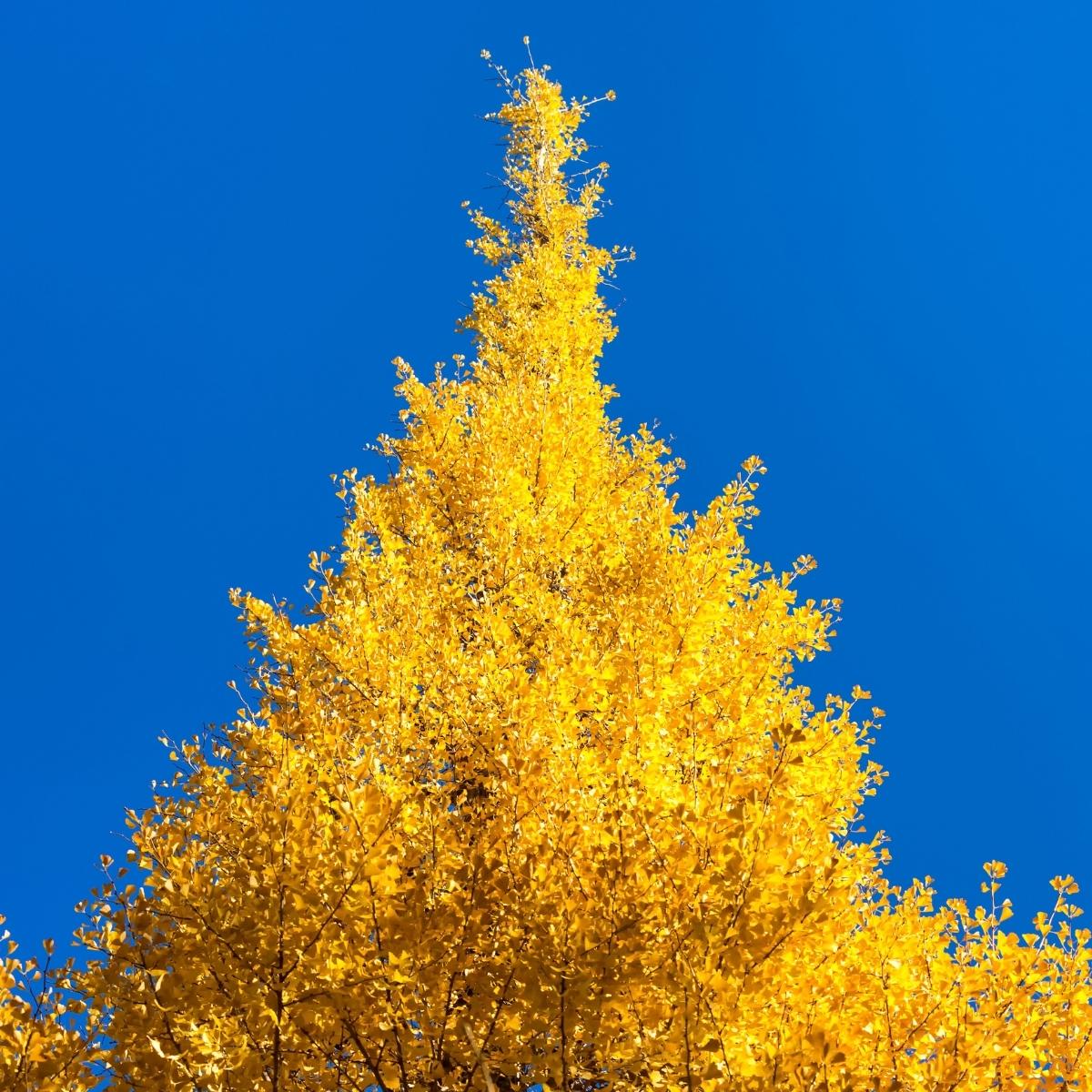 Ginkgo Tree-Golden Autumn Ginkgo