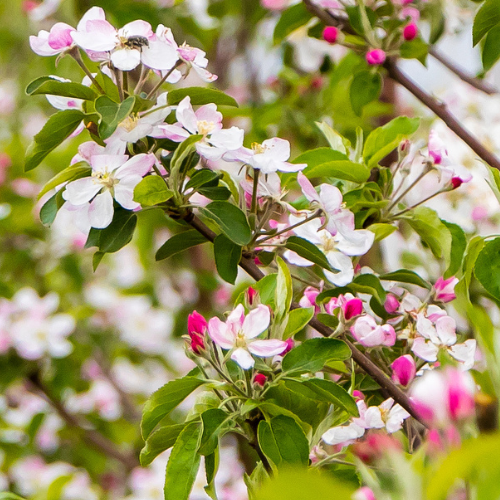 Apple Trees - Golden Delicious Apples