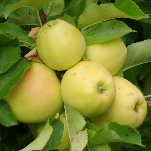 Apple Trees - Golden Delicious Apples