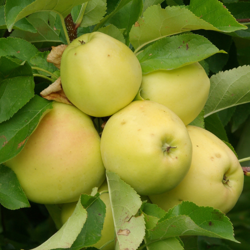 Golden Delicious Apple