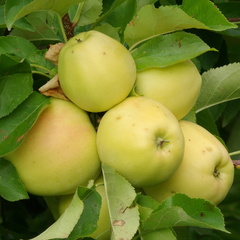 苹果树-金冠/帅苹果