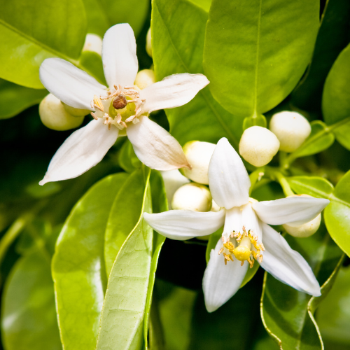 Grapefruit Tree-Star Ruby