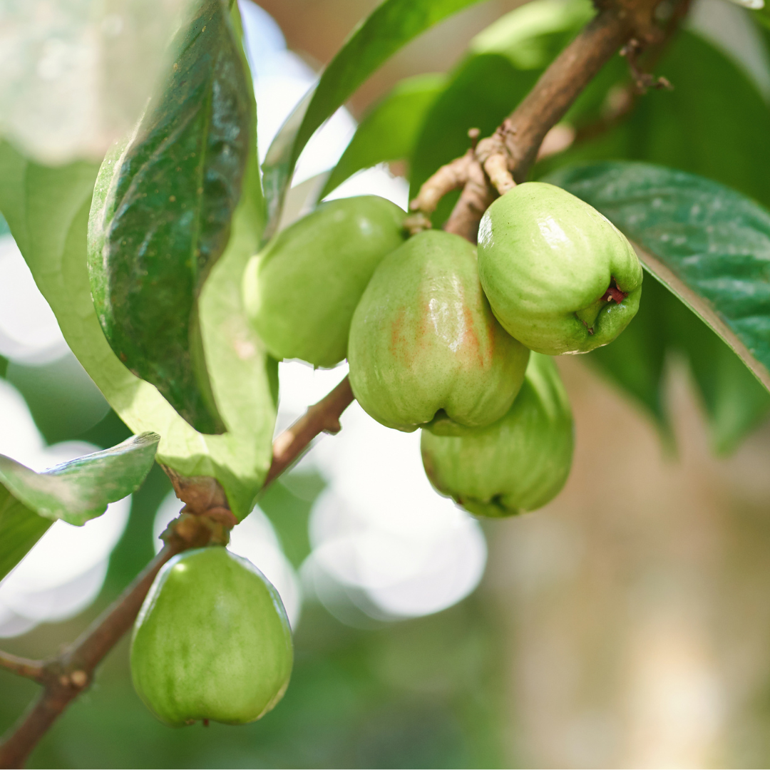 Green Diamond Wax Apple ( Thai Green wax Apple)