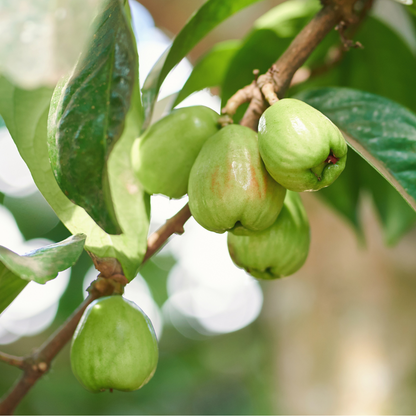 Wax Apple Saplings-Green Diamond Wax Apple