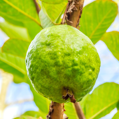 Guava Tree-Pink Guava