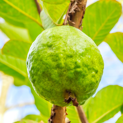 Guava Tree-Pink Guava