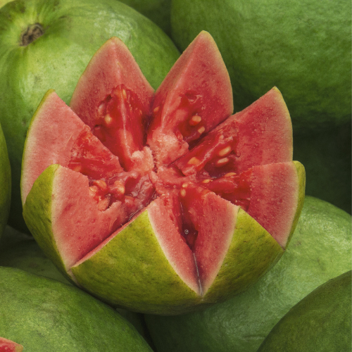 Guava Tree-Pink Guava