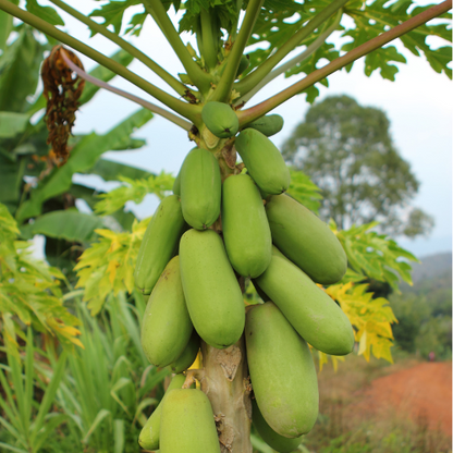 Papaya saplings