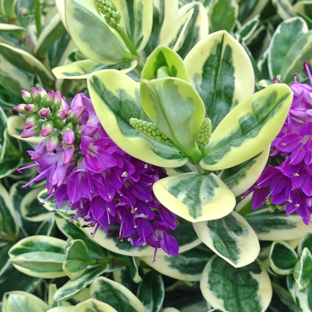 Hebe 'Variegata'
