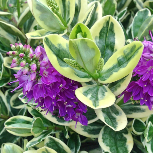 Long-step flower-variegated purple flower