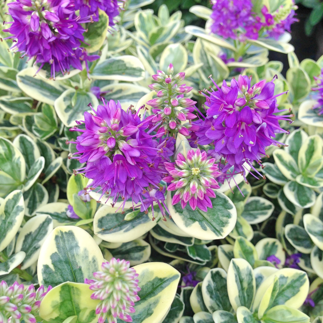 Hebe 'Variegata'
