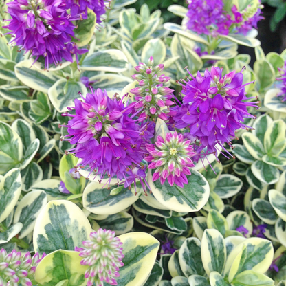 Long-step flower-variegated purple flower