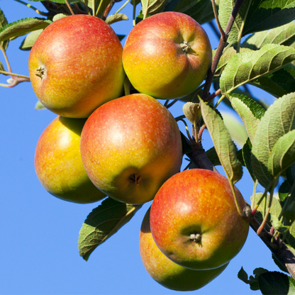 Apple Trees – Honeycrisp Apples