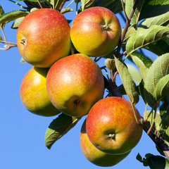 苹果树-蜂蜜脆苹果