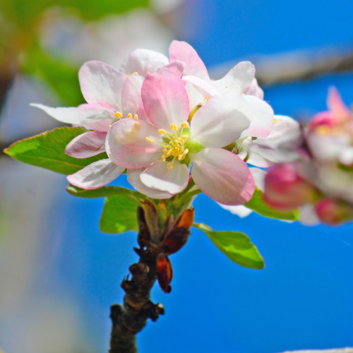 Apple Trees – Honeycrisp Apples