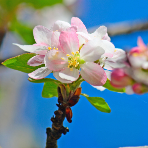 Honey Crisp Apple