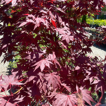 Acer palmatum - Japanese maple