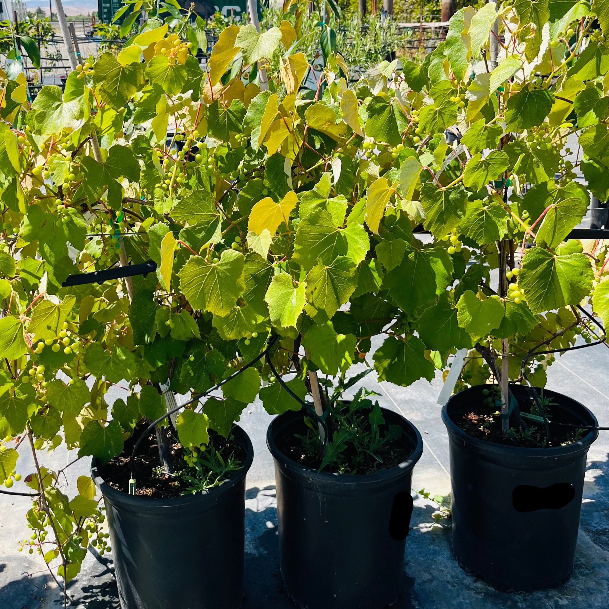 Eastern Concord Seedless Grape