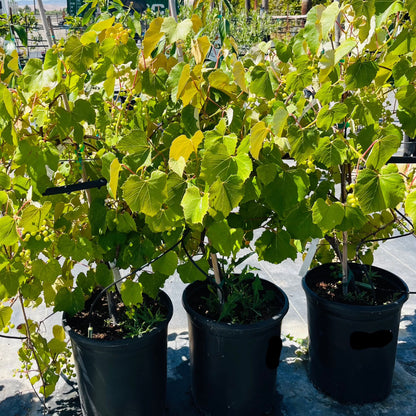 Grapevine-Seedless Black Grapes