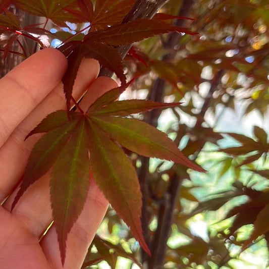 Acer palmatum - Imperial Japanese Maple