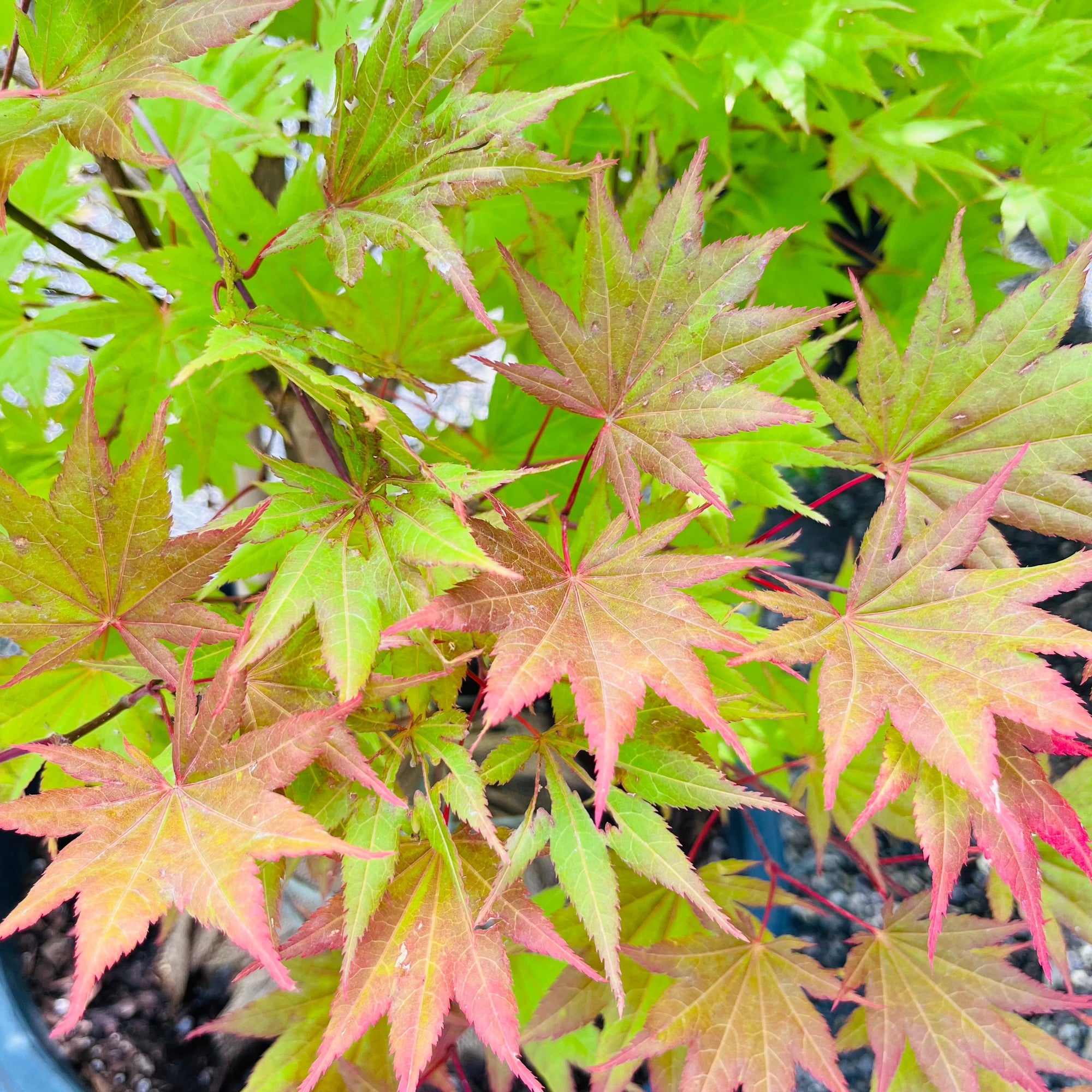 Moonrise Japanese Maple