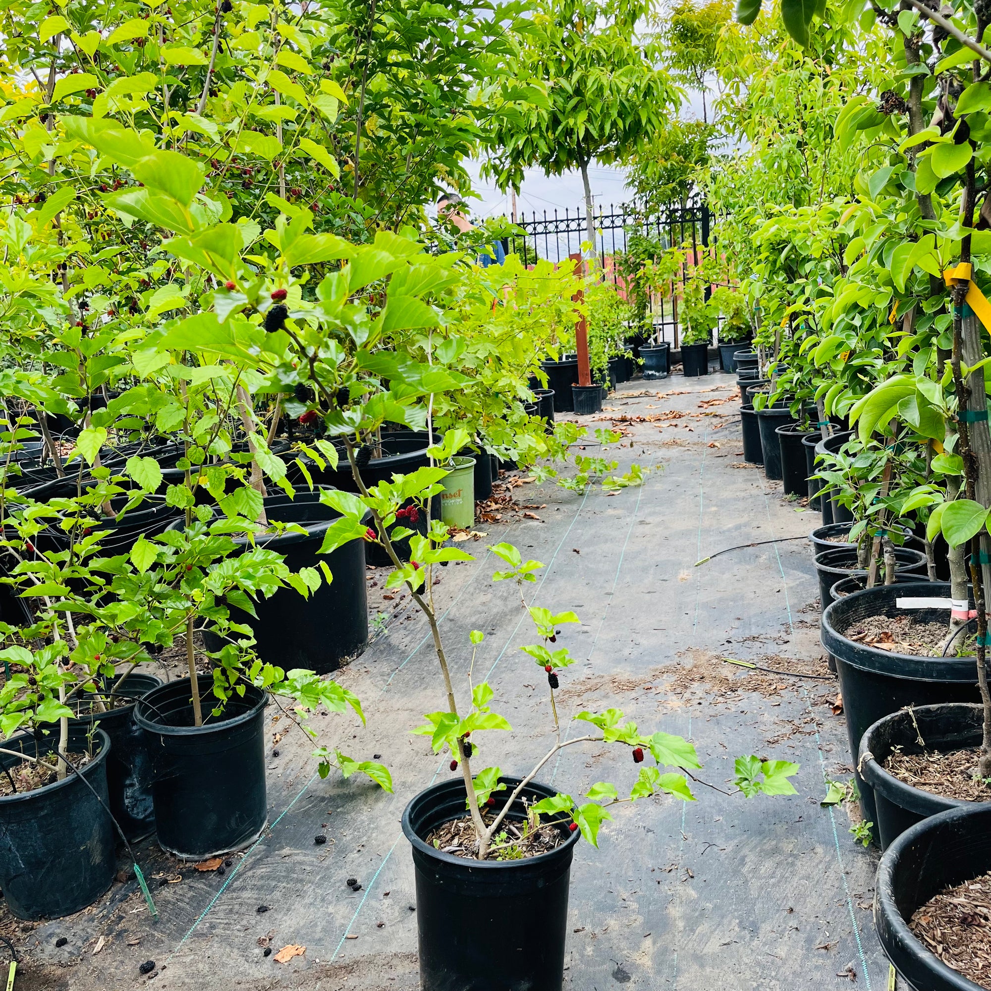 Taiwan Mulberry