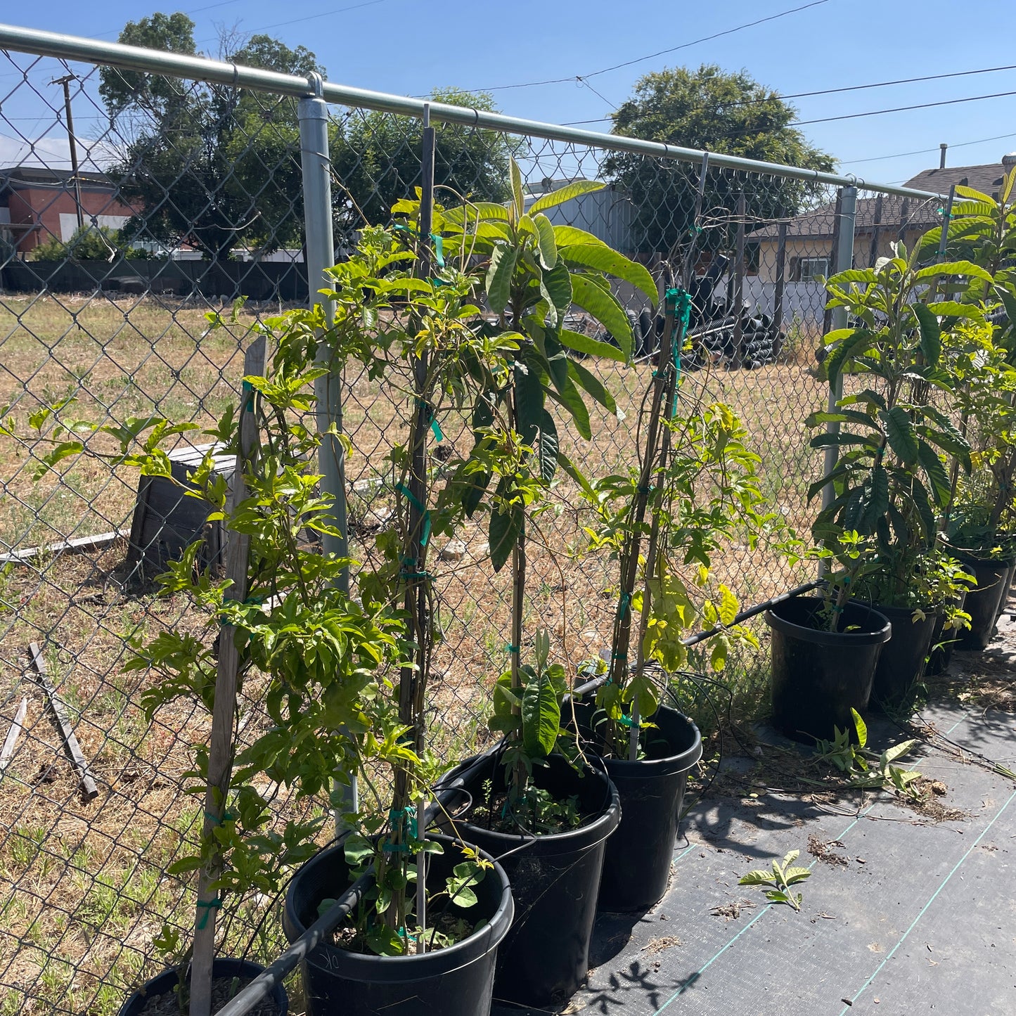 Loquat Tree - Eriobotrya japonica