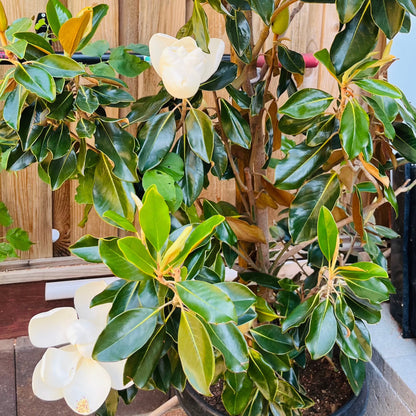 Magnolia grandiflora-Lotus Magnolia