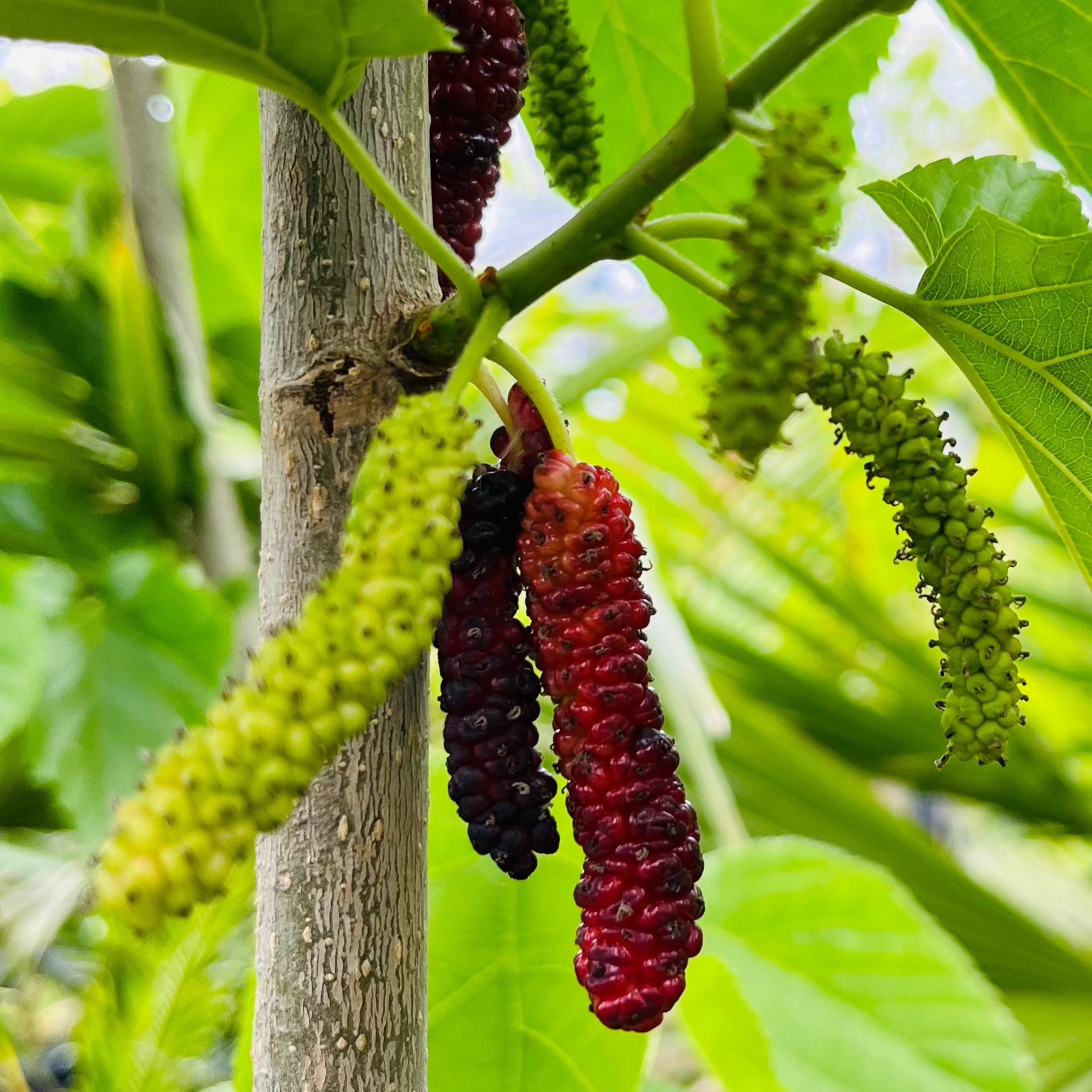 Pakistan Long Mulberry