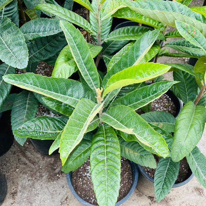 Loquat Tree-Giant Egg Loquat