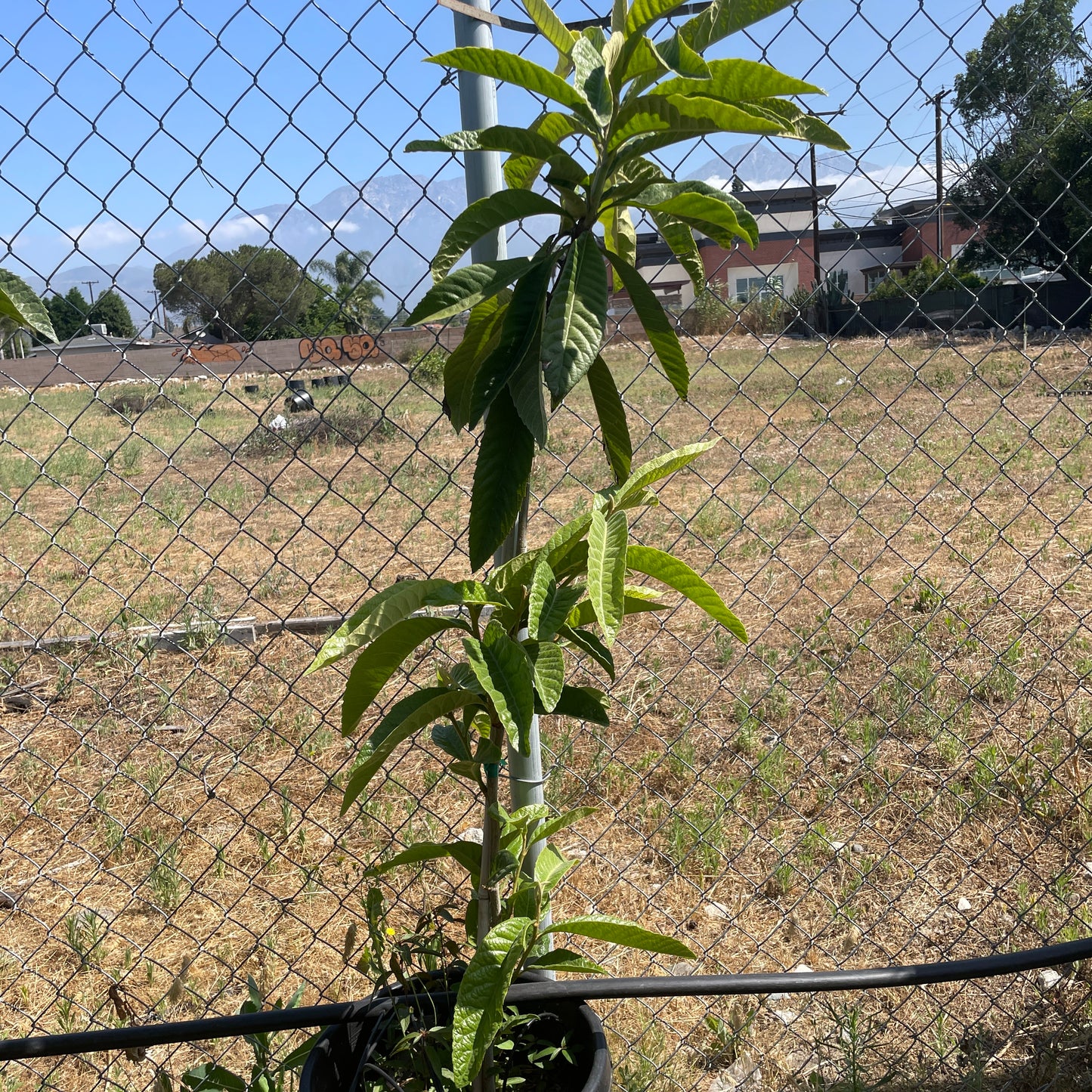 Loquat Tree - Eriobotrya japonica