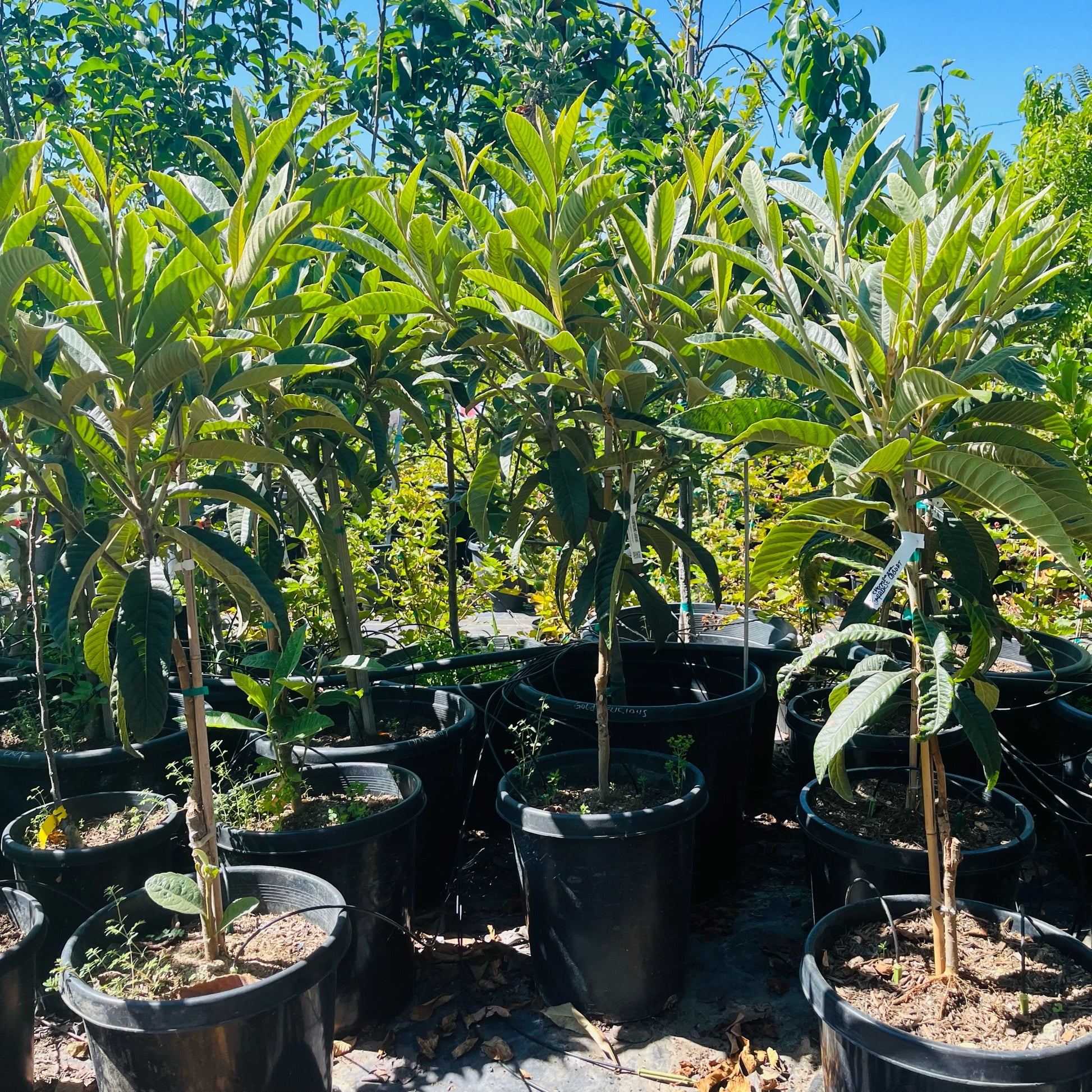 Champagne Loquat