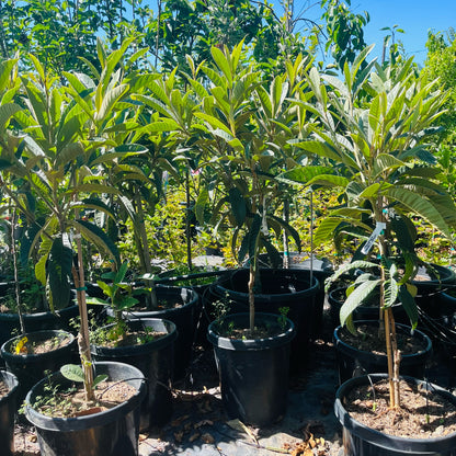 Loquat Tree-Champagne Loquat