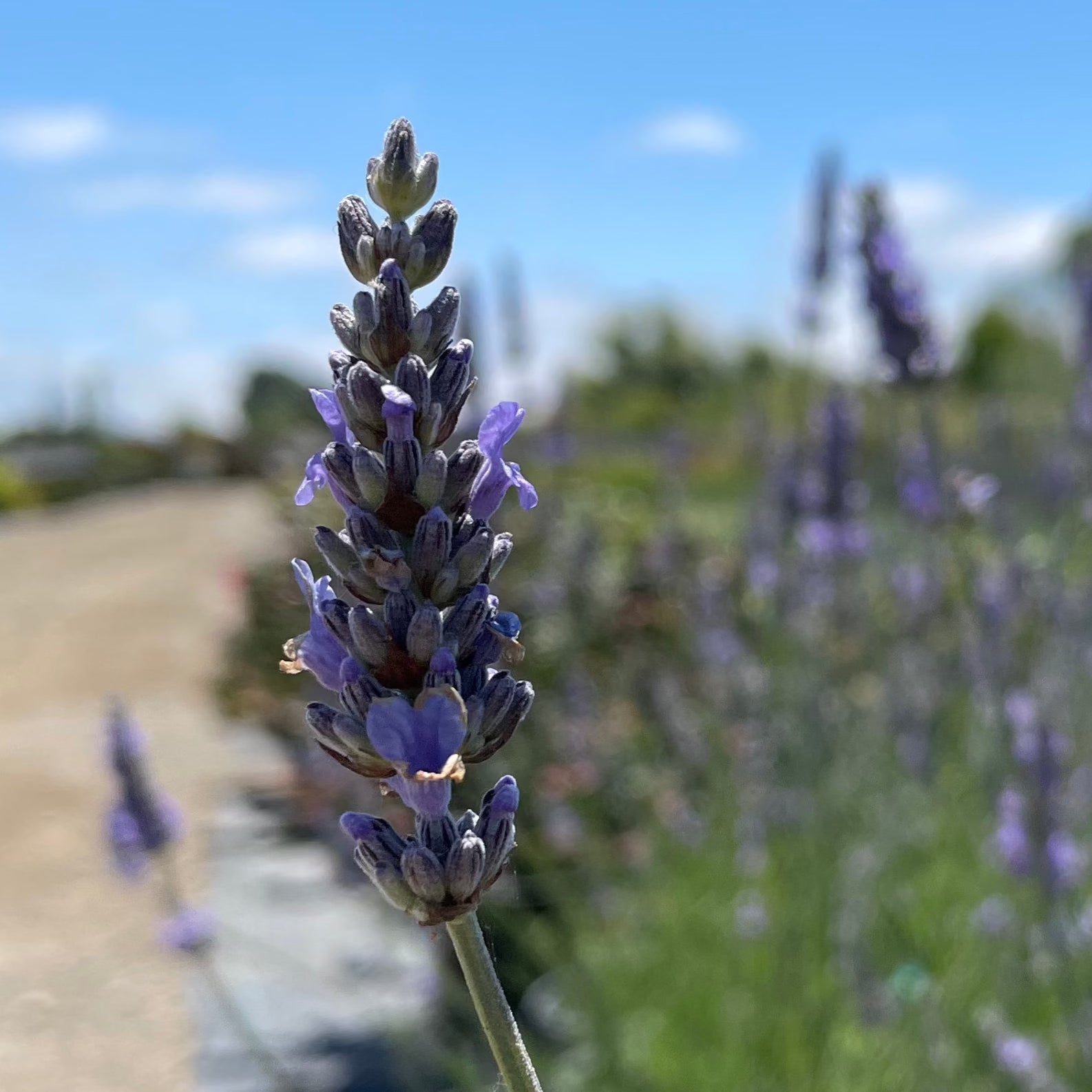 Provence Lavandin