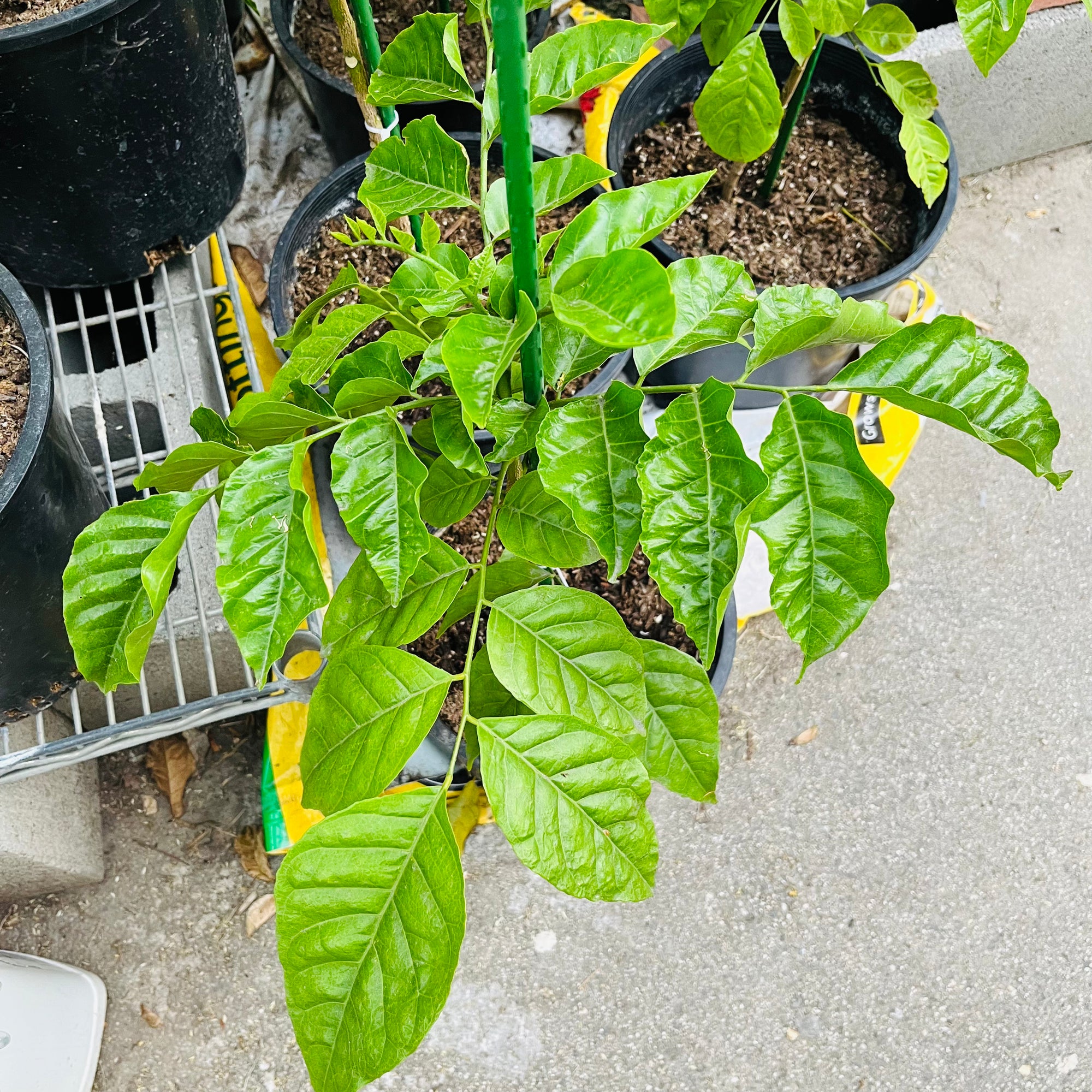 鸡心黄皮