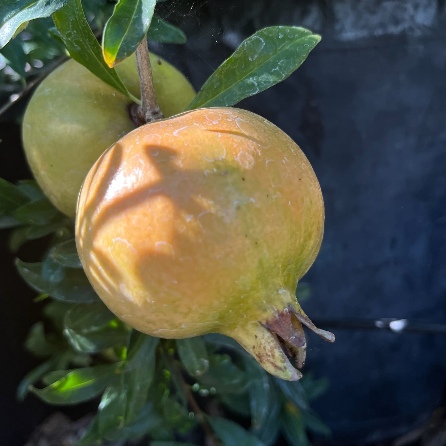 Pomegranate Tree - Punica granatum 