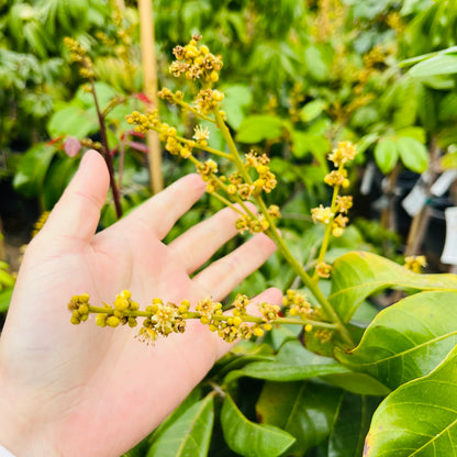 Longan Tree-Hawaiian Longan