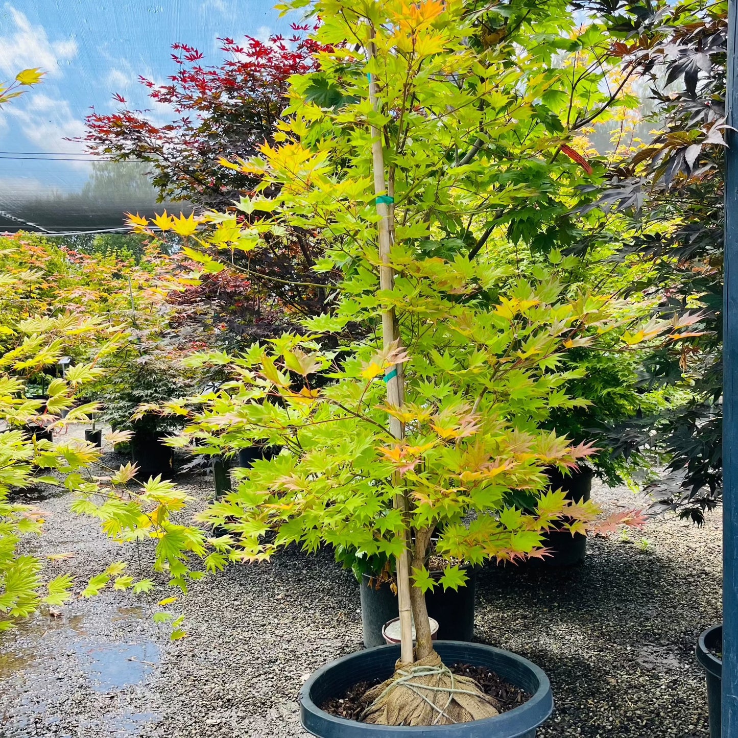 White maple-first moon maple