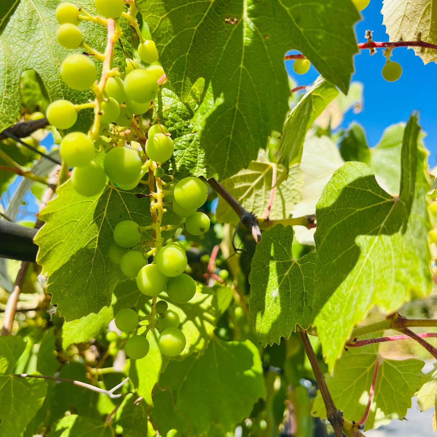 Grapevine-Seedless Black Grapes