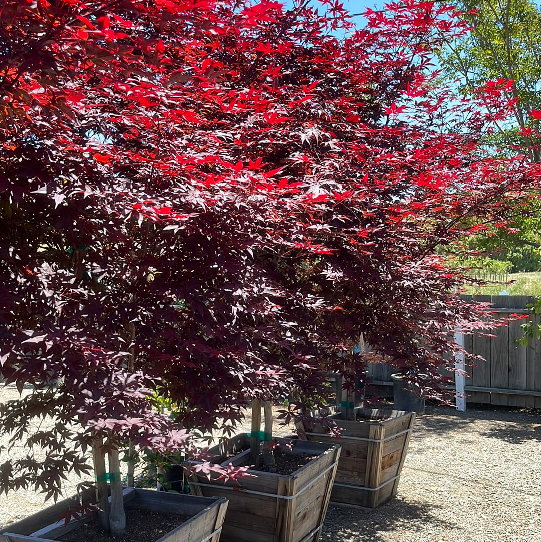 Emperor One Japanese Maple