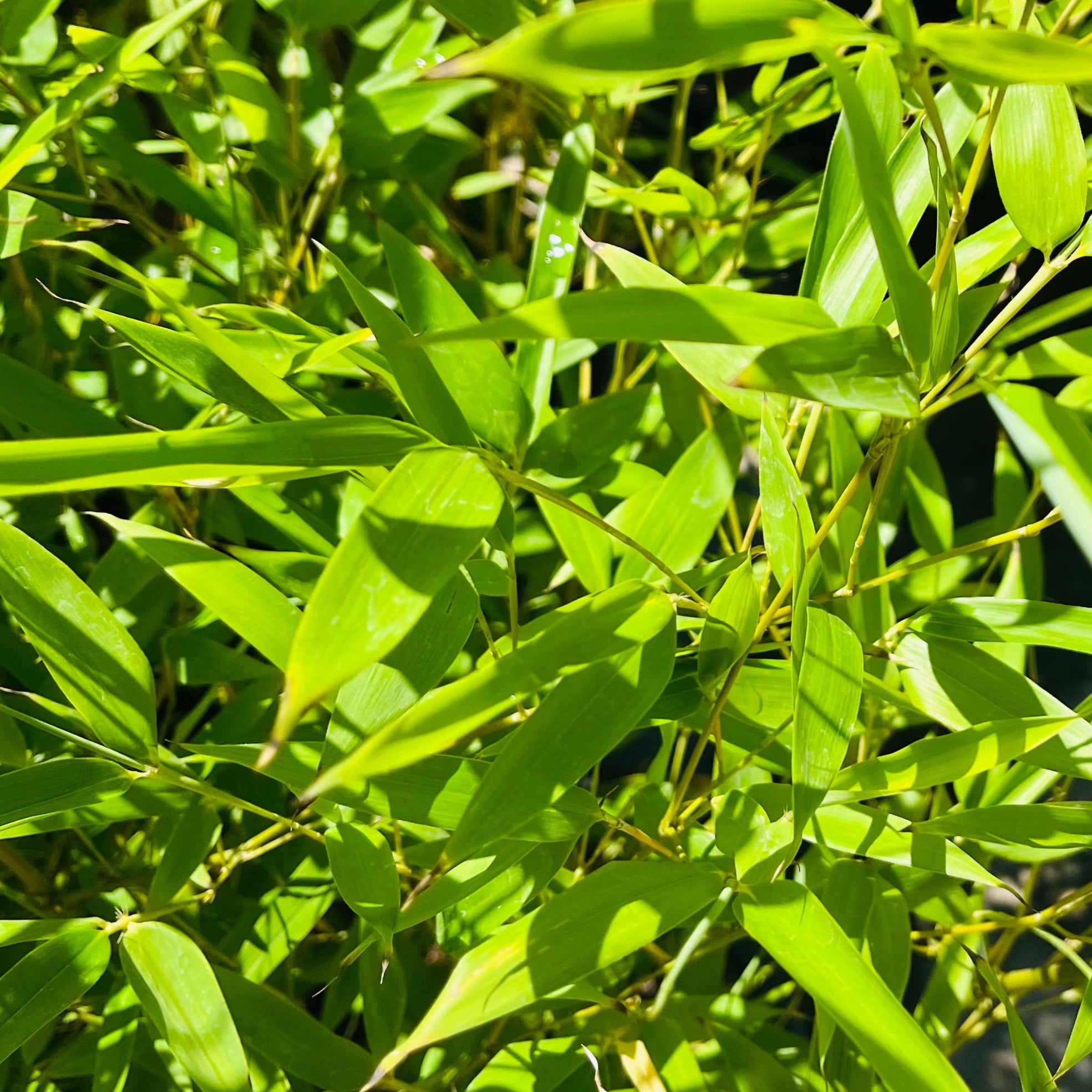 Black Bamboo