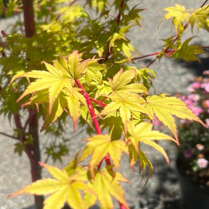 Acer palmatum - Coral Court Japanese Maple