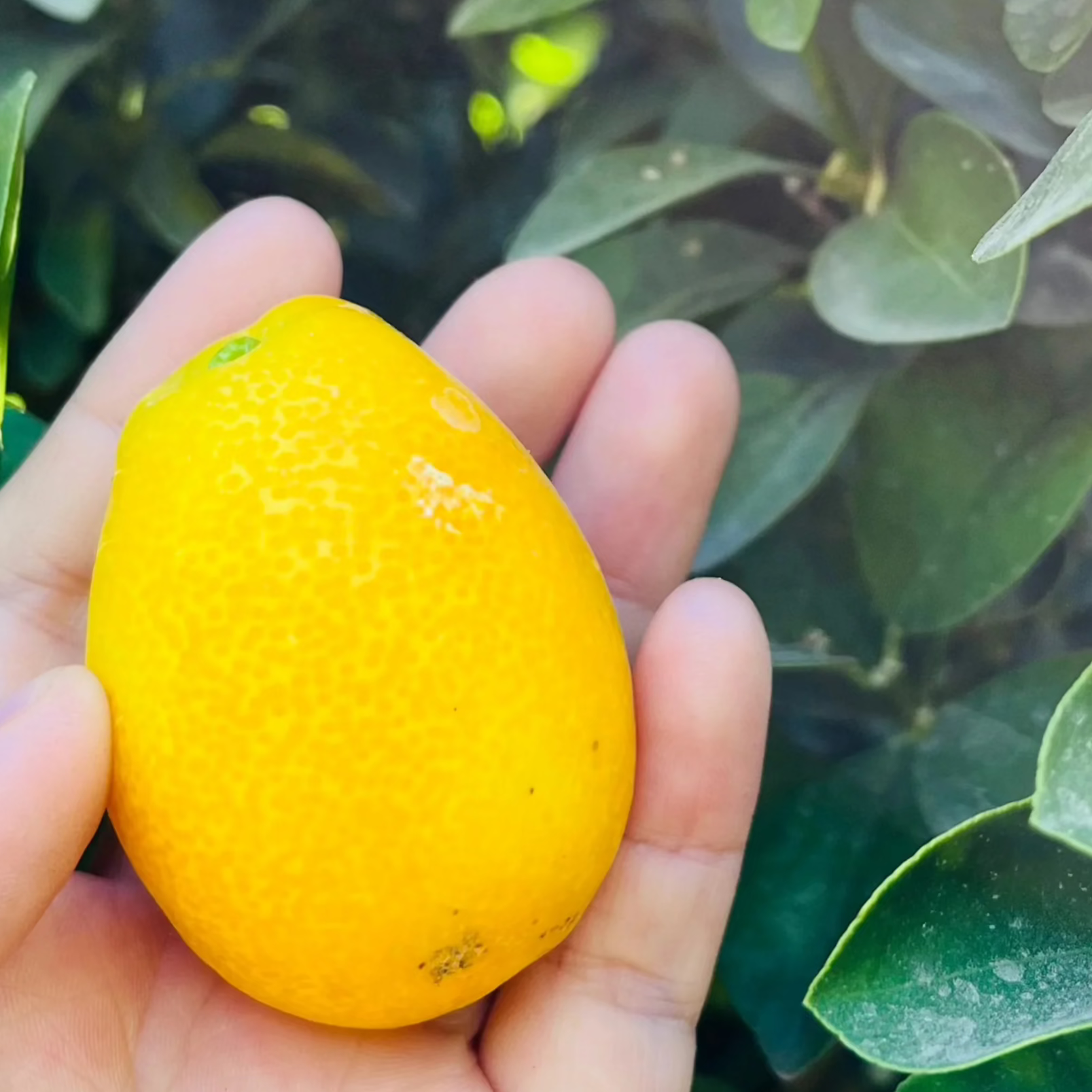 Changshou Kumquat