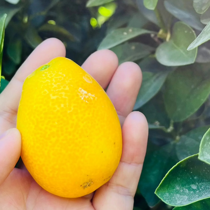 Kumquat Tree-Fuzhou Kumquat