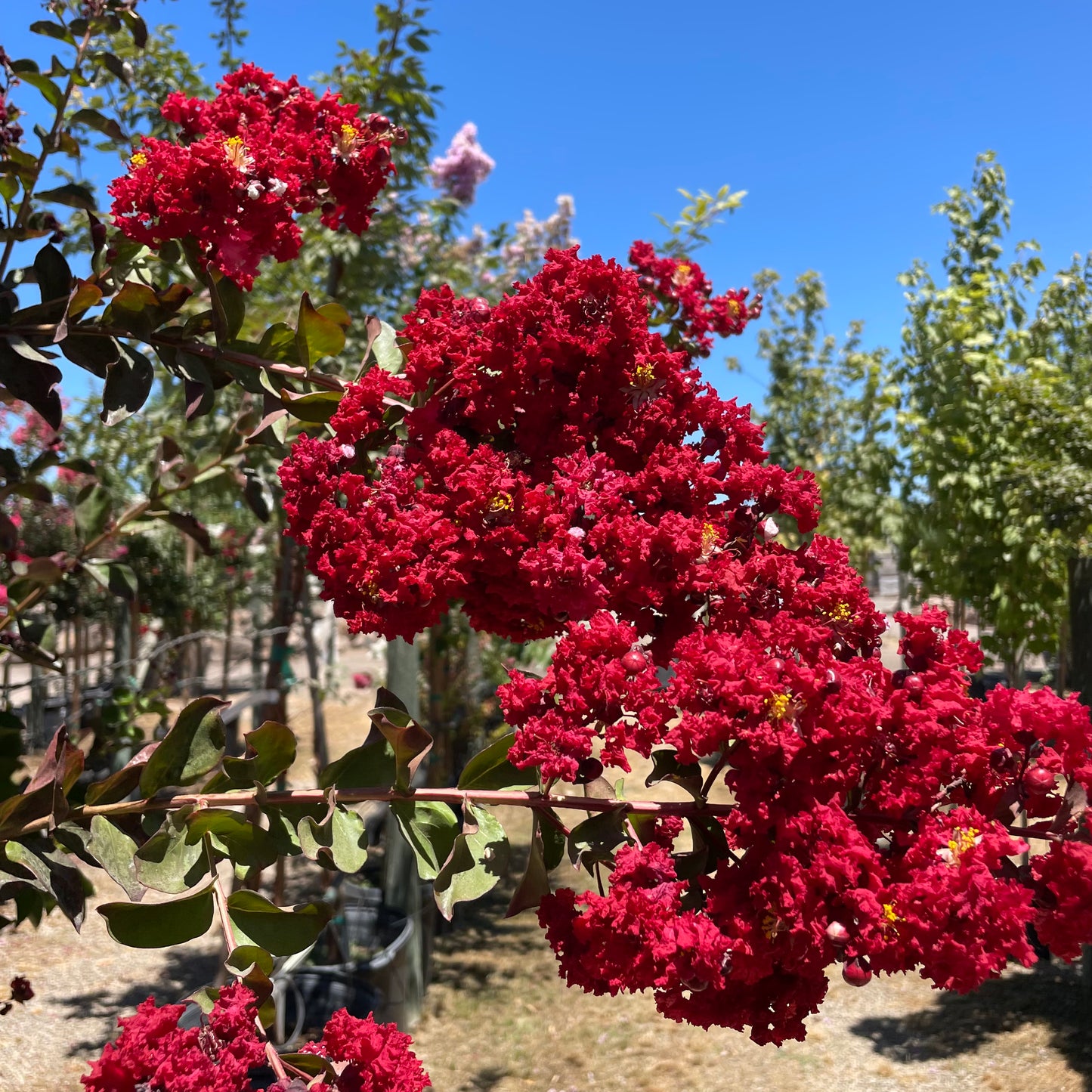 Red Crape Myrtle Tree