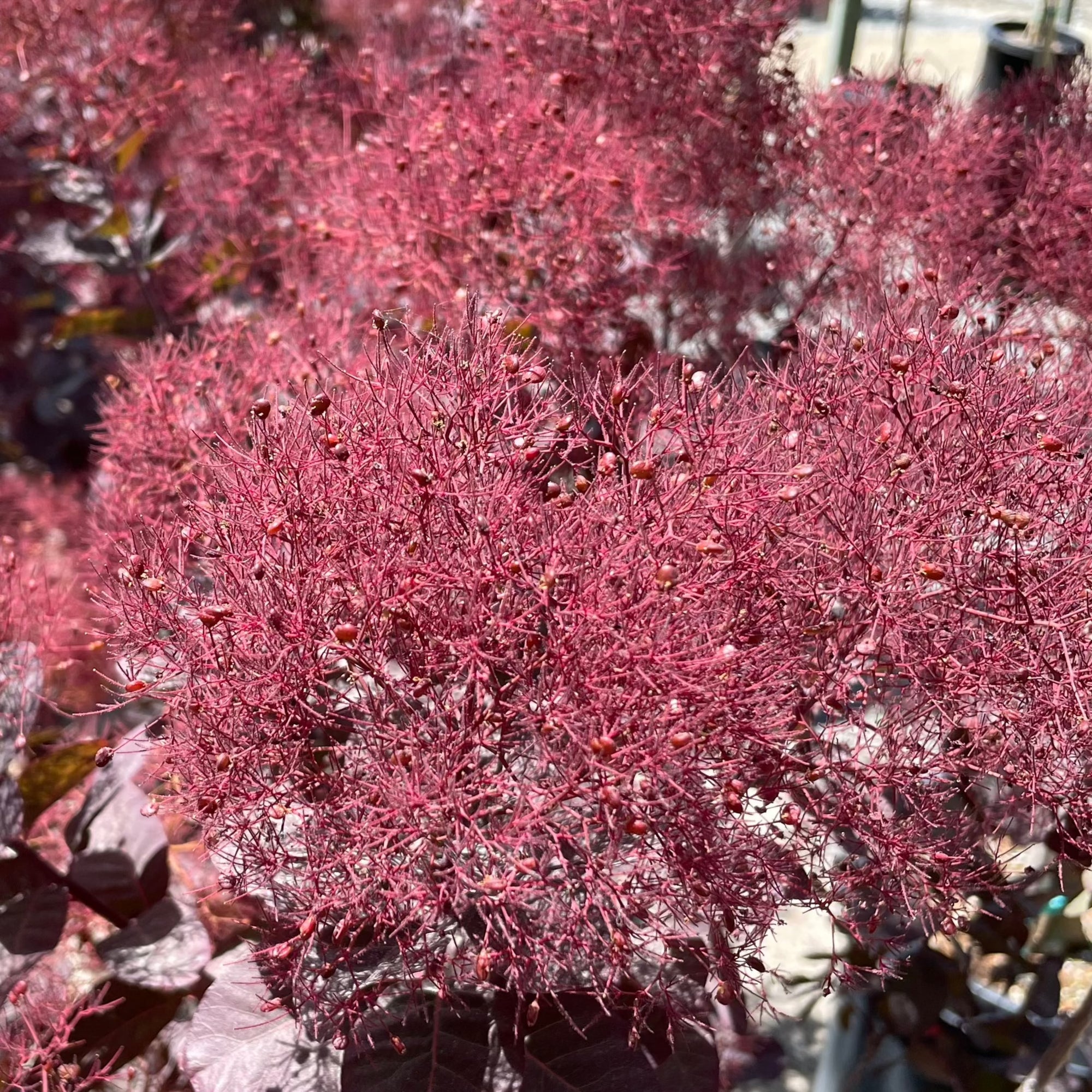Royal Purple Smoke Bush