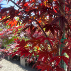 Fireglow Japanese Maple