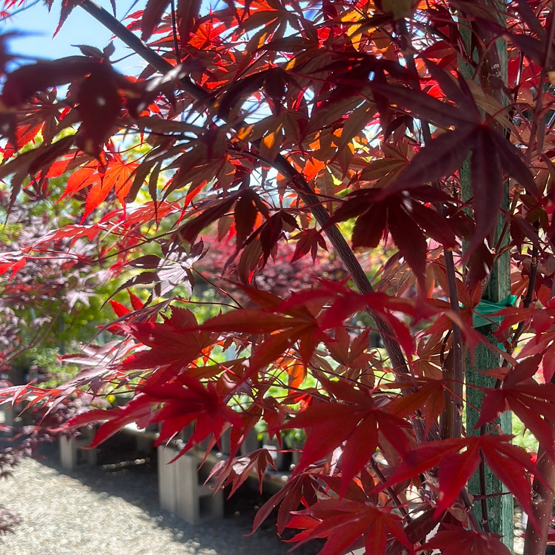 Fireglow Japanese Maple